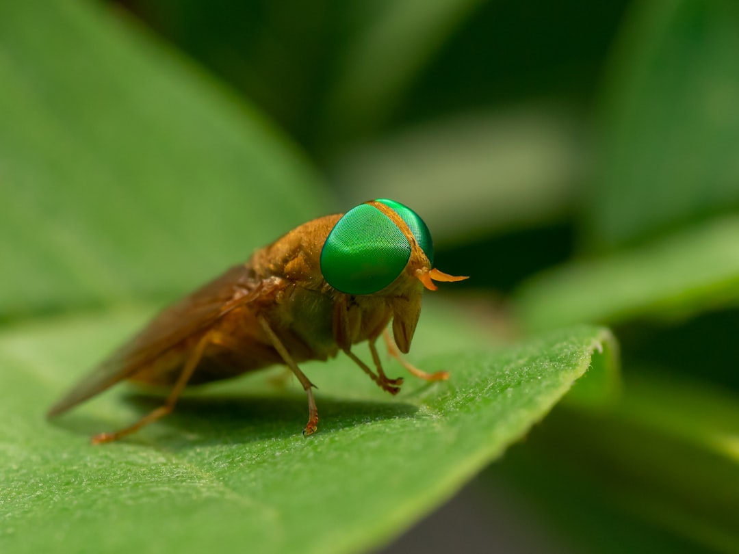 Waarom vliegen altijd op mensen gaan zitten en wat je eraan kunt doen