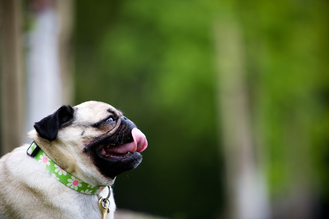 Zo herken je een gezonde tong: de eerste stap naar een gezonde-leefstijl